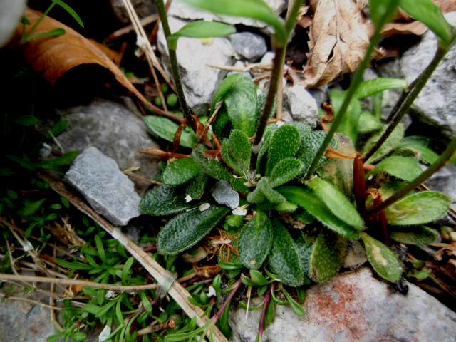 Arabis bellidifolia  / Arabetta minore